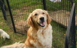 Golden Retriever dogs for sale: Tawny - Image 35