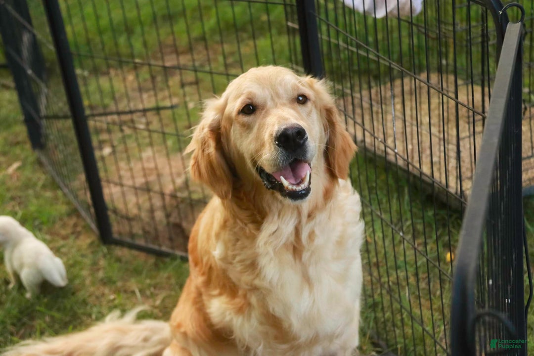 Golden Retriever dogs for sale: Tawny - Image 35
