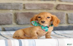 Miniature Dachshund dogs for sale: Sophie - Image 7