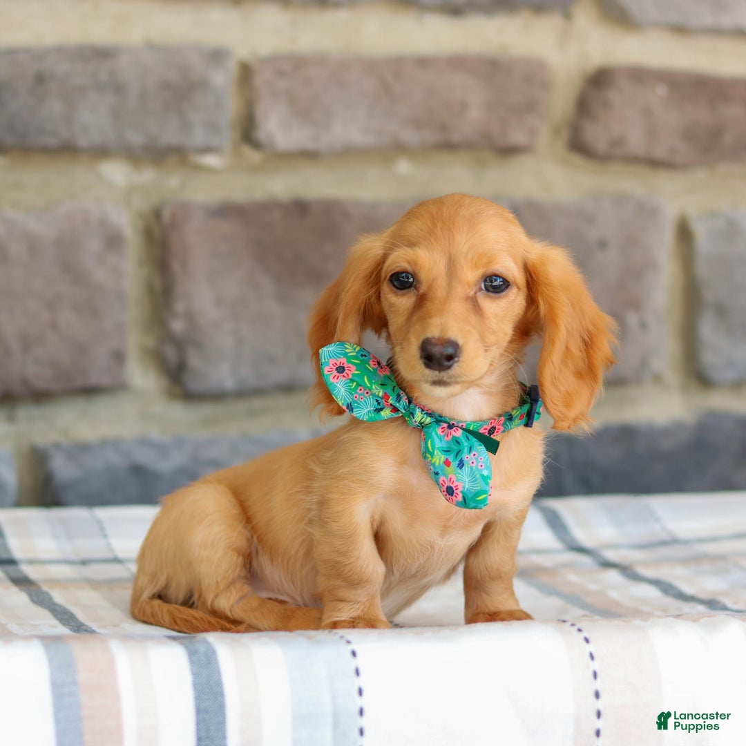 Miniature Dachshund dogs for sale: Sophie - Image 7