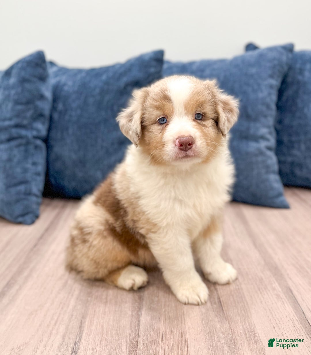 Australian Shepherd dogs for sale: Oliver - Image 2