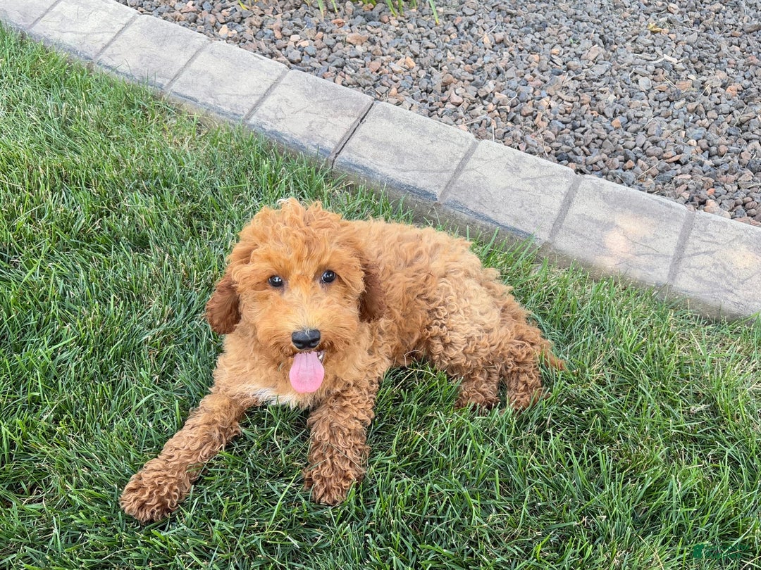 Cockapoo dogs for sale: Sam - Image 4
