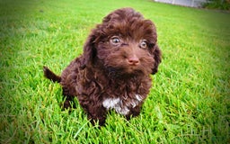 Havapoo dogs for sale: Boomer - Image 6