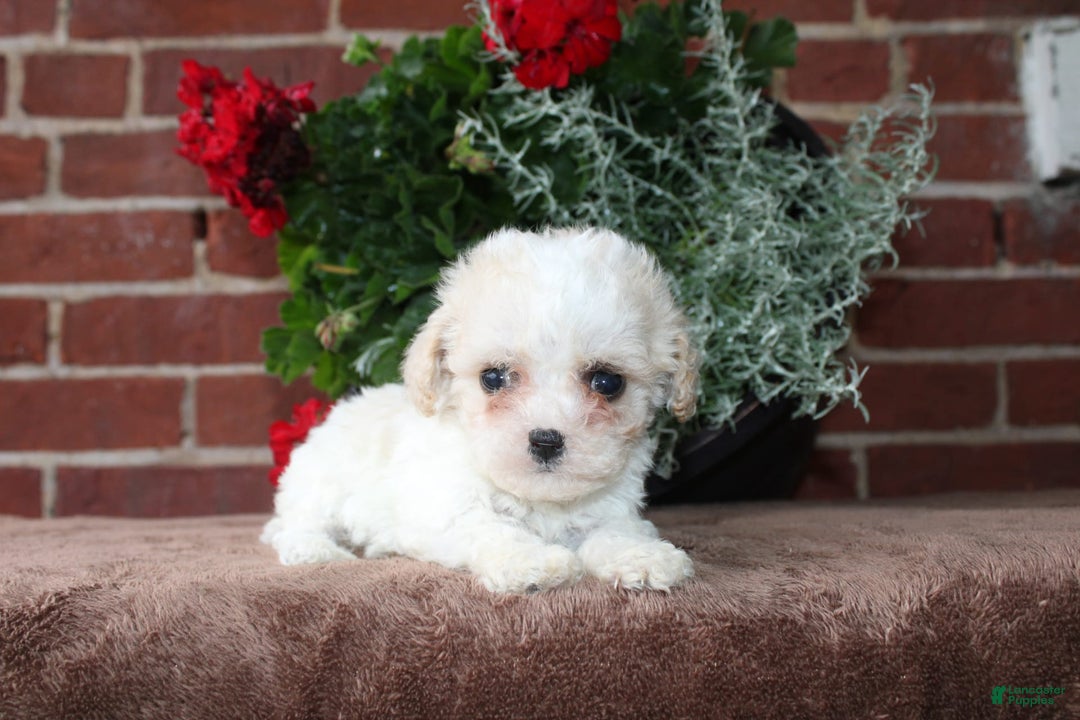 Cavapoo dogs for sale: Ashley - Image 2
