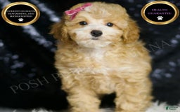 Toy Poodle dogs for sale: Marie - Image 1