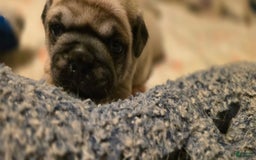 Pug dogs for sale: Don - Image 12