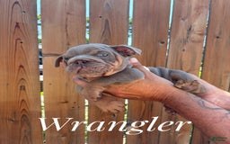 English Bulldog dogs for sale: Wrangler - Image 1