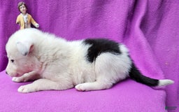 Border Collie dogs for sale: Hondo - Image 16