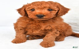 Mini Goldendoodle dogs for sale: Cooper - Image 7