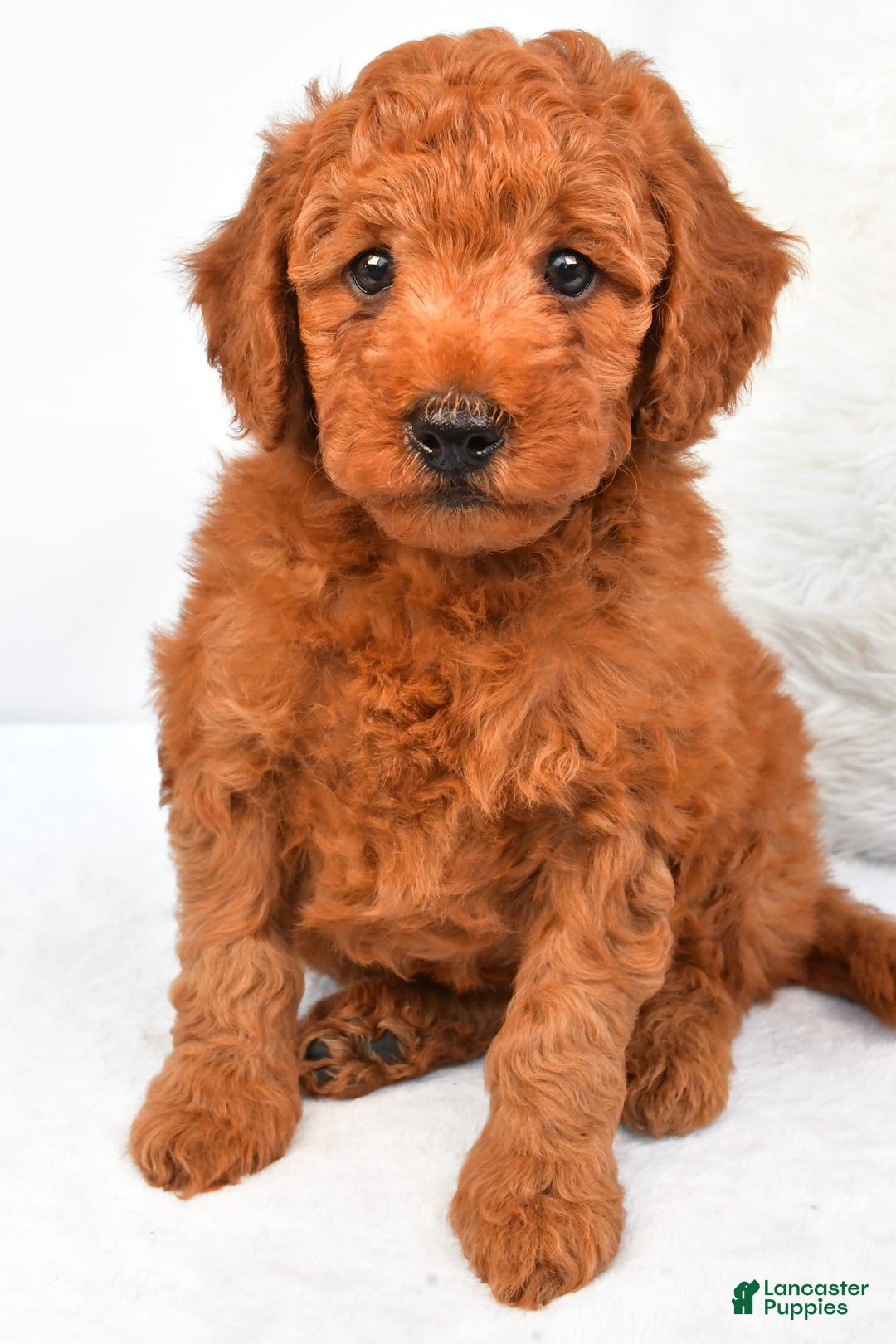 Mini Goldendoodle dogs for sale: Cooper - Image 7