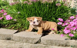 English Bulldog dogs for sale: Wyatt - Image 5