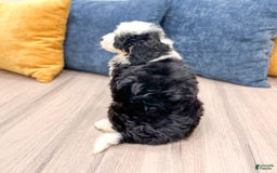 Mini Bernedoodle dogs for sale: Mabel - Image 1