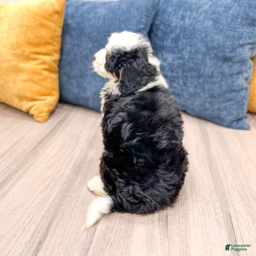 Mini Bernedoodle dogs for sale: Mabel - Image 1