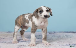 Great Dane dogs for sale: Jewel - Image 2