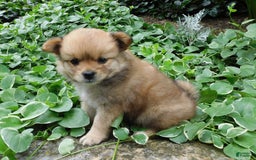 Pomeranian dogs for sale: Alex - Image 5