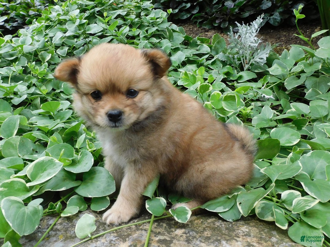 Pomeranian dogs for sale: Alex - Image 5