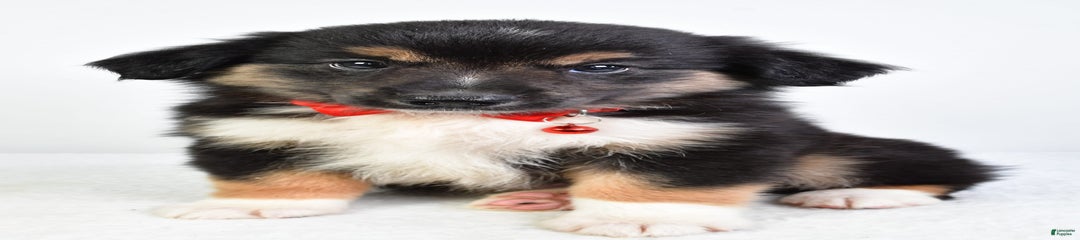 Snickers