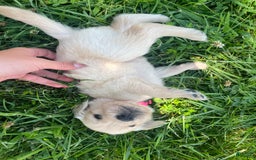 Golden Retriever dogs for sale: Golden Retriever 9 puppies - Image 24