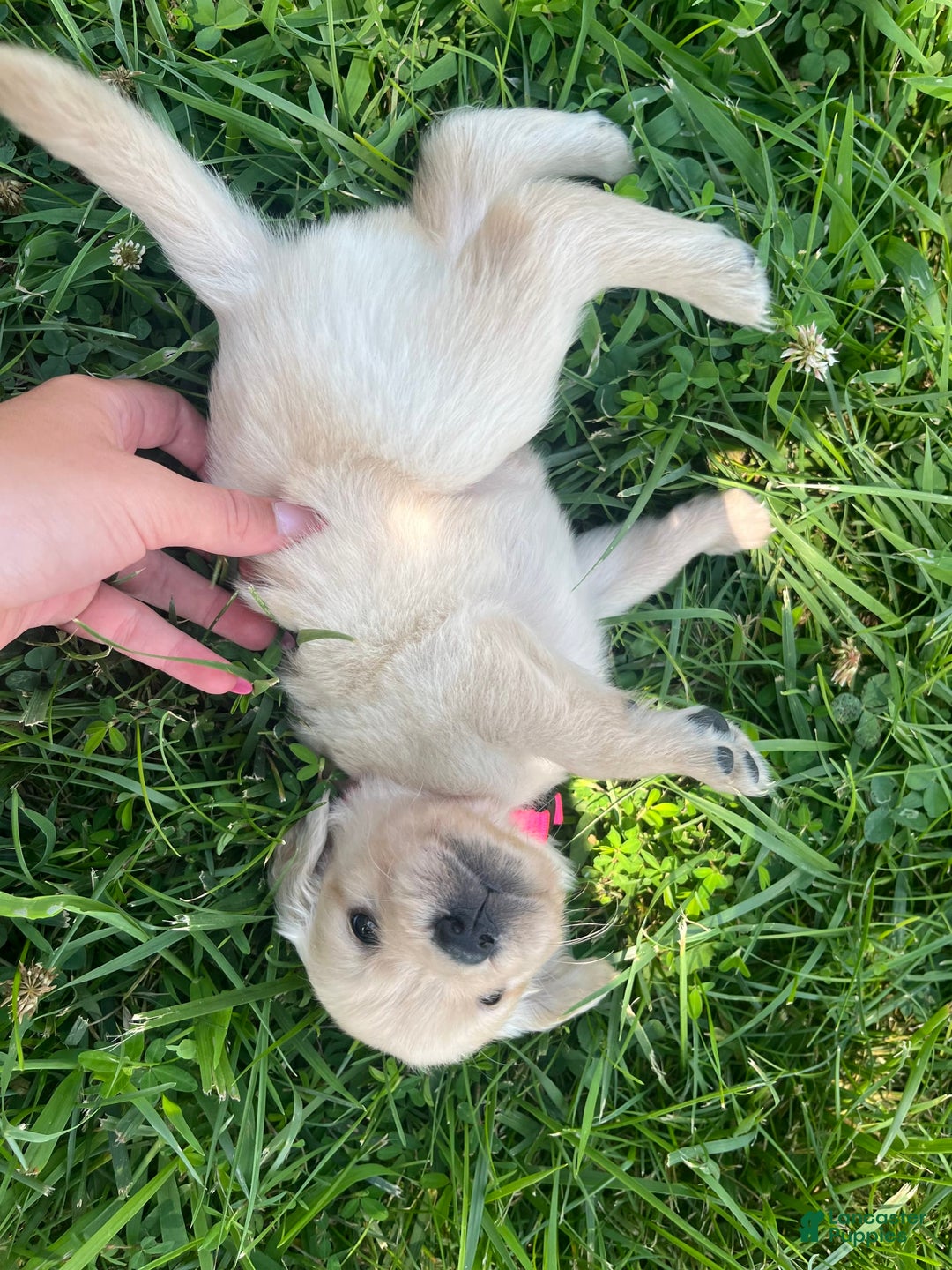 Golden Retriever dogs for sale: Golden Retriever 9 puppies - Image 24