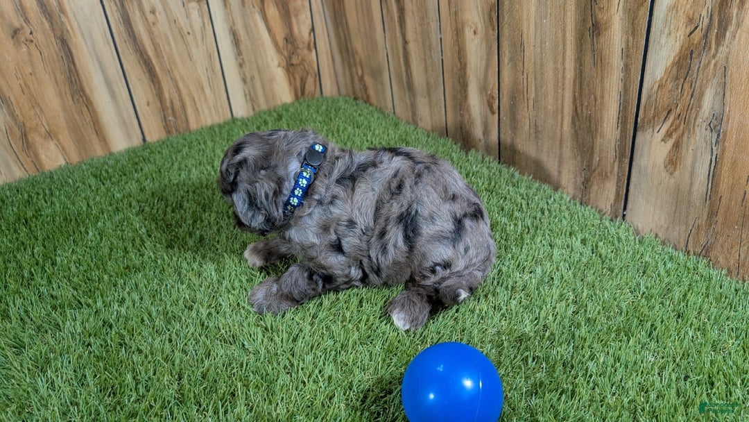 Cavapoo dogs for sale: Bertha Boy 2 - Image 5