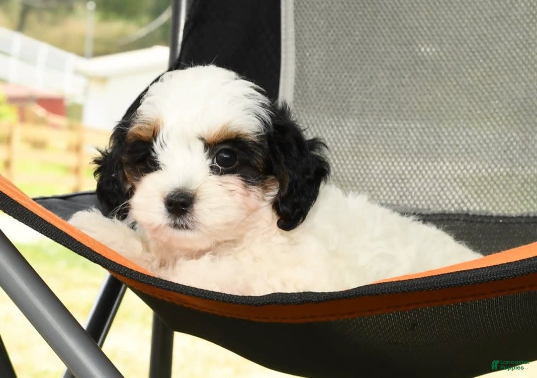 Cavapoo dogs for sale: Puncho - Image 6
