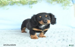 Miniature Dachshund dogs for sale: Krystal - Image 3