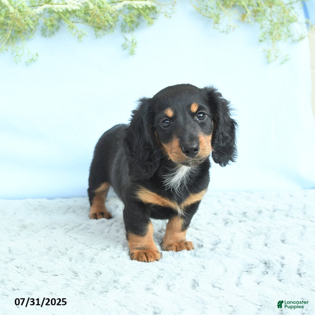 Miniature Dachshund dogs for sale: Krystal - Image 3