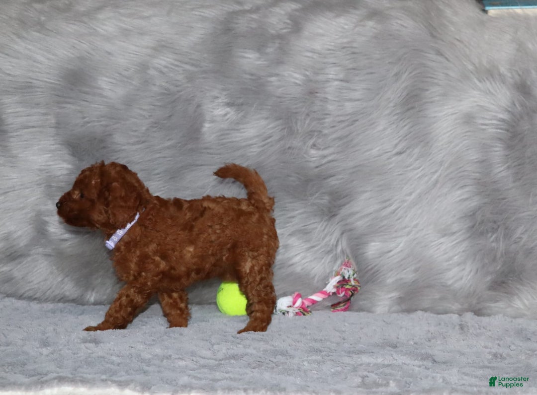 Mini Goldendoodle dogs for sale: Cami - Image 34