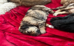 Standard Poodle dogs for sale: Alda - Image 1