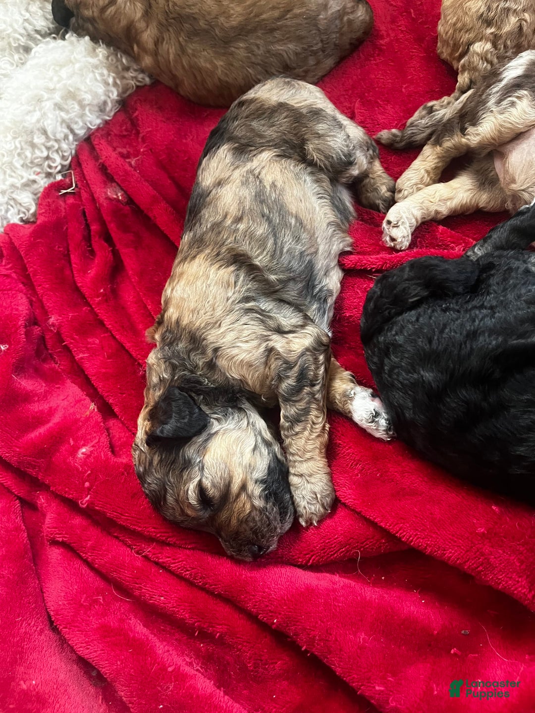 Standard Poodle dogs for sale: Alda - Image 1