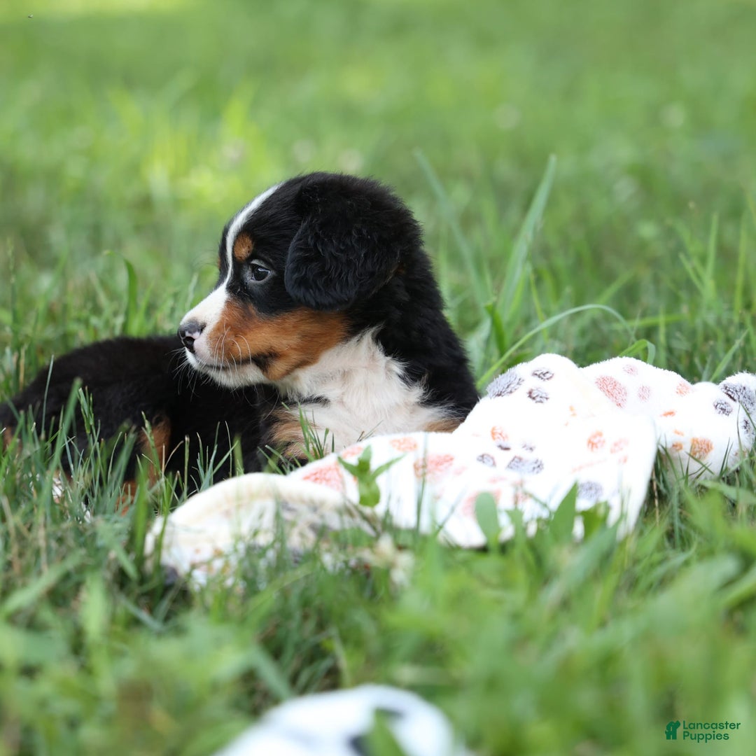 Bernese Mountain Dog dogs for sale: Sonny - Image 16