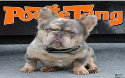 French Bulldog dogs for sale: Coco - Image 9