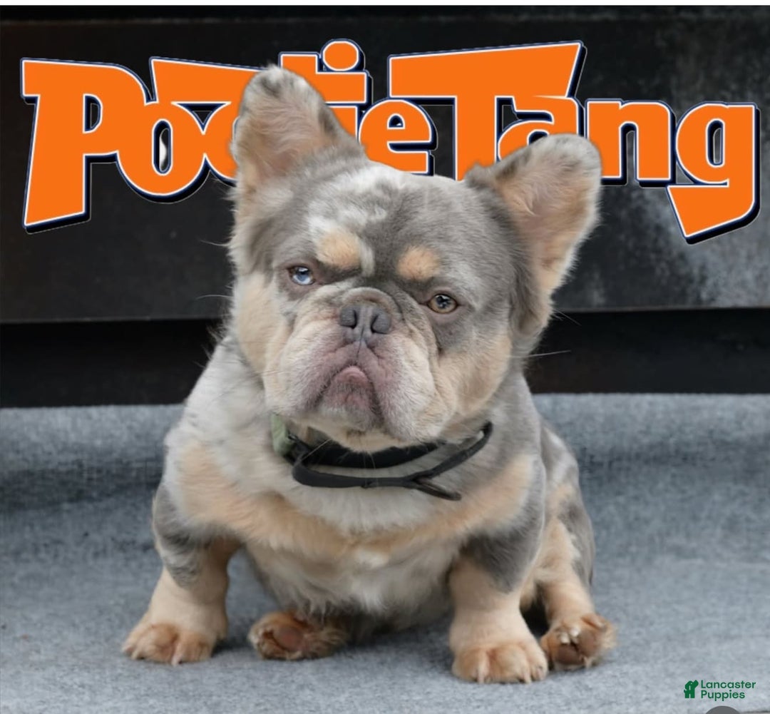 French Bulldog dogs for sale: Coco - Image 9