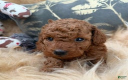 Toy Poodle dogs for sale: Clay - Image 3