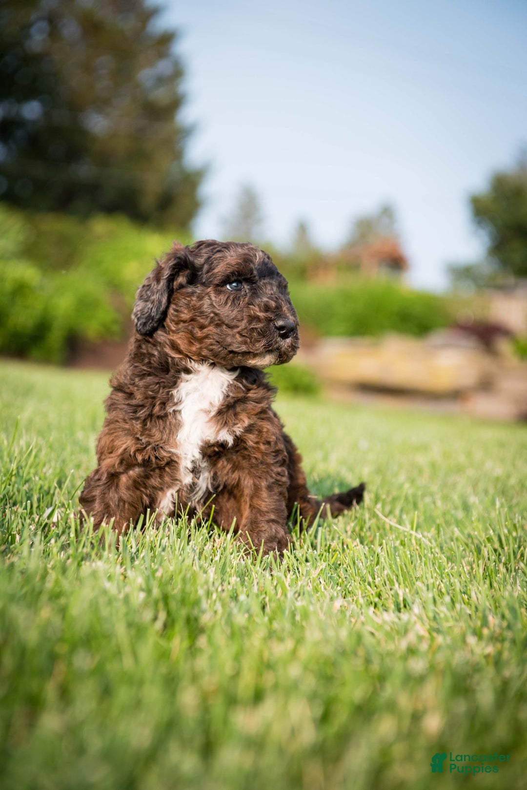 Goldendoodle dogs for sale: Shooter - Image 6