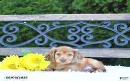 Miniature Dachshund dogs for sale: Finn - Image 3