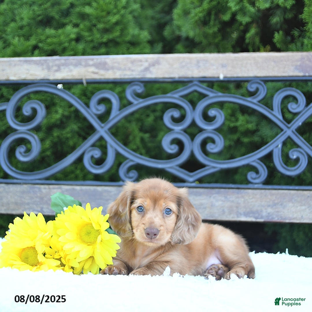 Miniature Dachshund dogs for sale: Finn - Image 3
