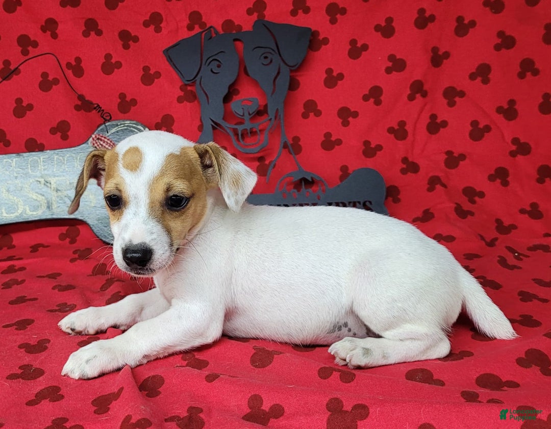 Jack Russell Terrier dogs for sale: June Broken Coat Jrt - Image 12