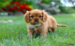 Cavalier King Charles Spaniel dogs for sale: Bradley - Image 5