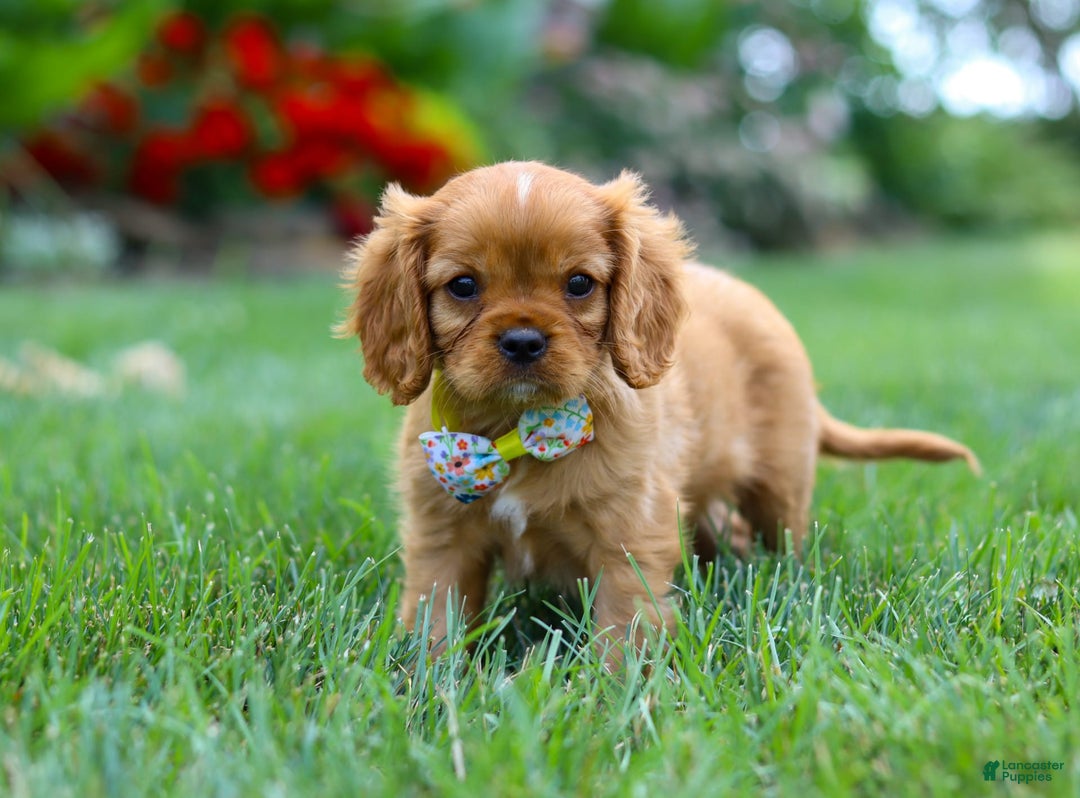 Cavalier King Charles Spaniel dogs for sale: Bradley - Image 5
