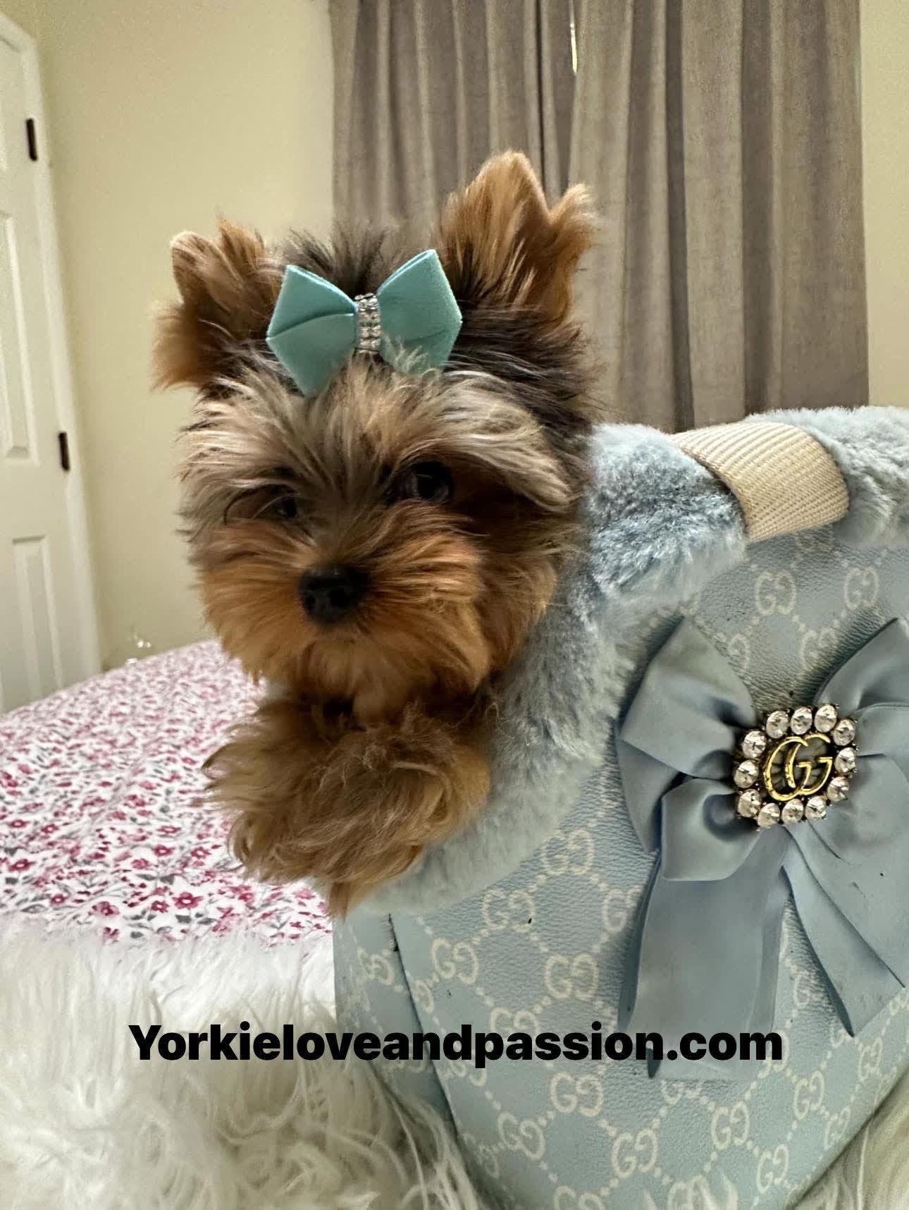 Yorkshire Terrier dogs for sale: Yorkshire Terrier 5 puppies - Image 9