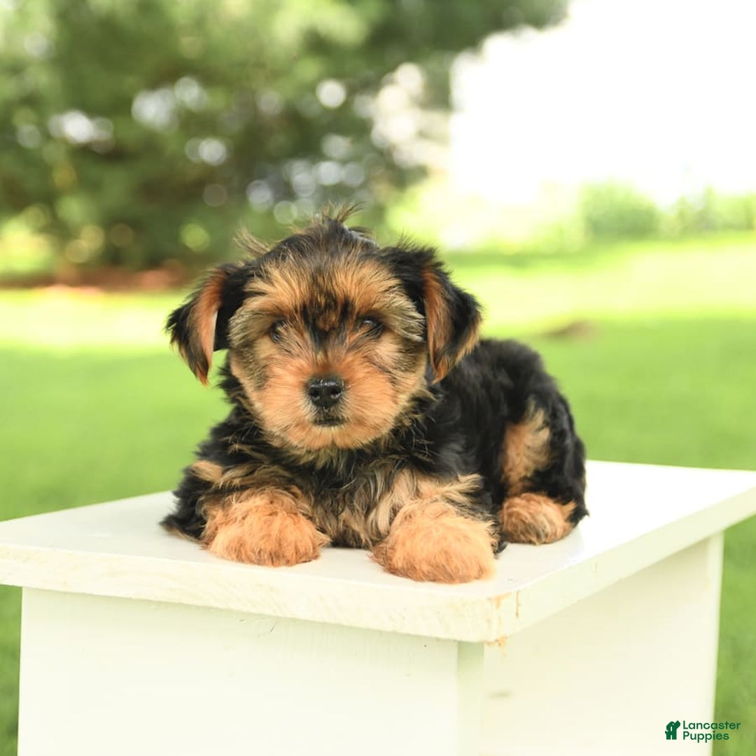 Yorkshire Terrier dogs for sale: Benny - Image 12