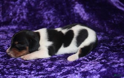 Miniature Dachshund dogs for sale: Chloe Mini - Image 18