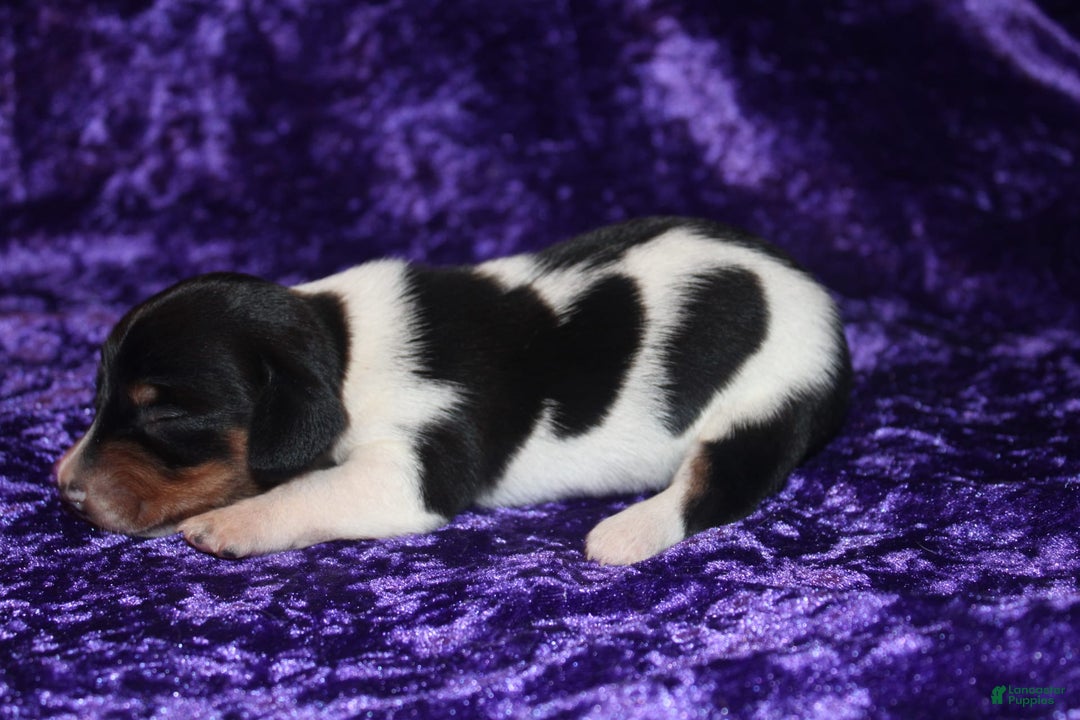 Miniature Dachshund dogs for sale: Chloe Mini - Image 18