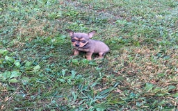 Chihuahua dogs for sale: Remi - Image 10