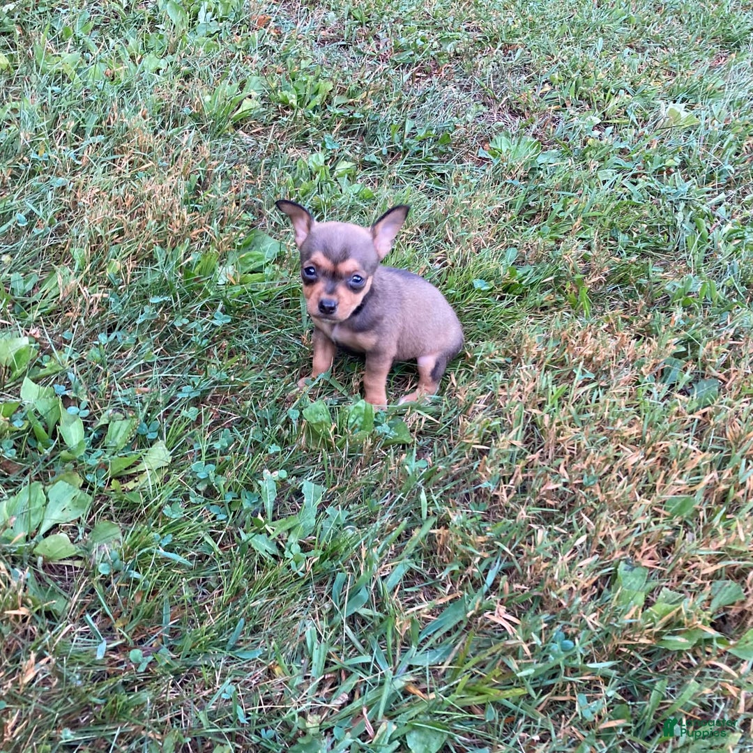 Chihuahua dogs for sale: Remi - Image 10