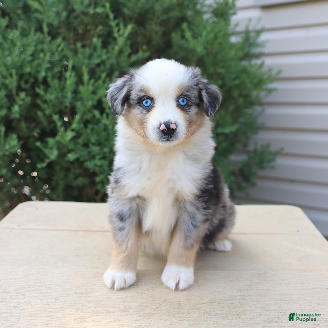 Miniature Australian Shepherd dogs for sale: Miniature Australian Shepherd 8 puppies - Image 19