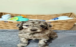 Miniature Poodle dogs for sale: Fredrick - Image 1
