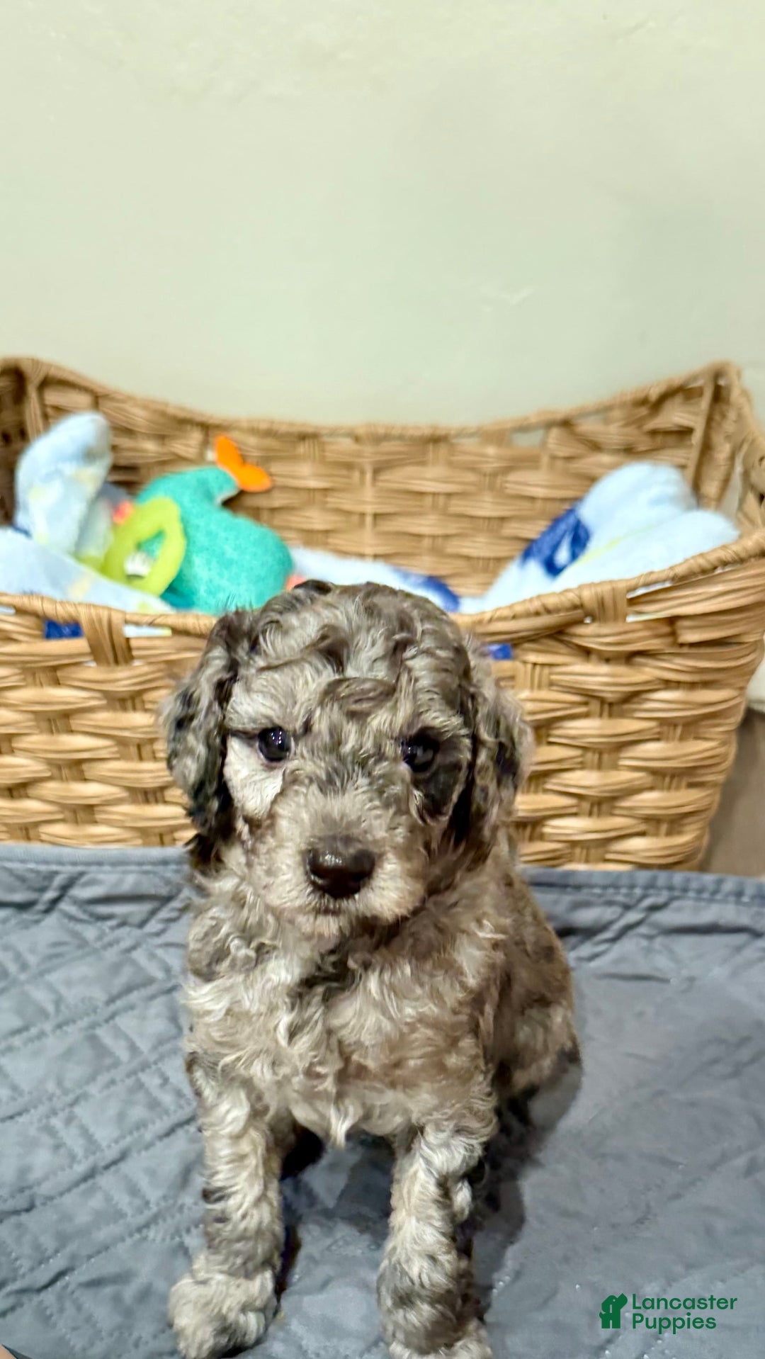 Miniature Poodle dogs for sale: Fredrick - Image 1