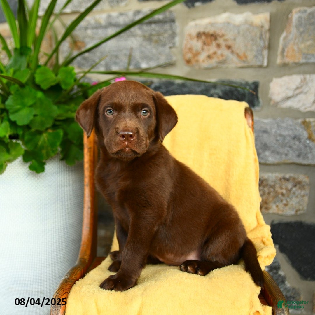 Labrador Retriever dogs for sale: Whiskey - Image 1